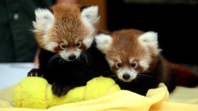 Twin red panda cubs Animal Stories 2018