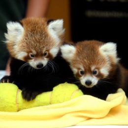 Twin red panda cubs Animal Stories 2018