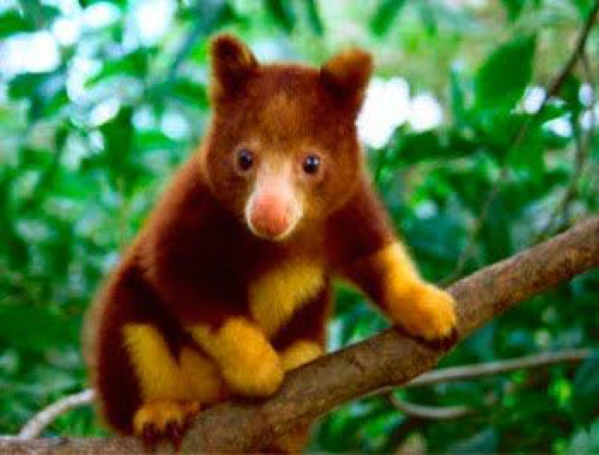 Wondiwoi tree kangaroo cutest animals discovered in 2018
