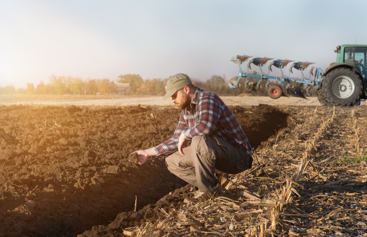 Farmer on farm, looking at crops