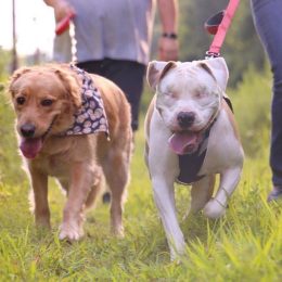 Bear the blind pit bull