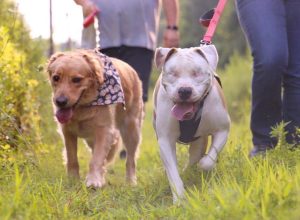Bear the blind pit bull