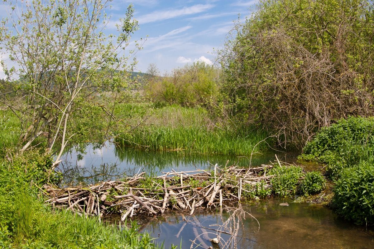 This Is Why Beavers Build Dams — Best Life