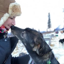 alaskan sled dogs