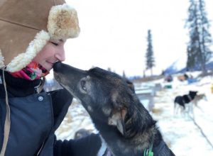 alaskan sled dogs