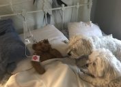 viral photo of dogs with stuffed toy in hospital