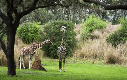 giraffes at disney