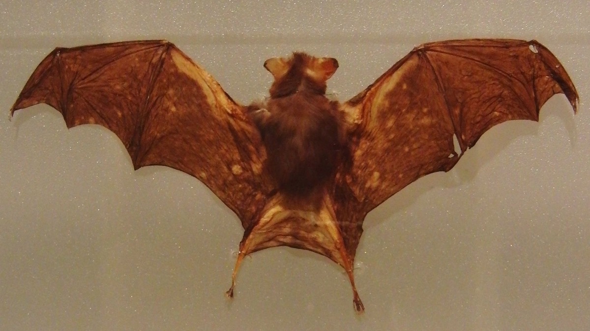 kittys hog nosed bat