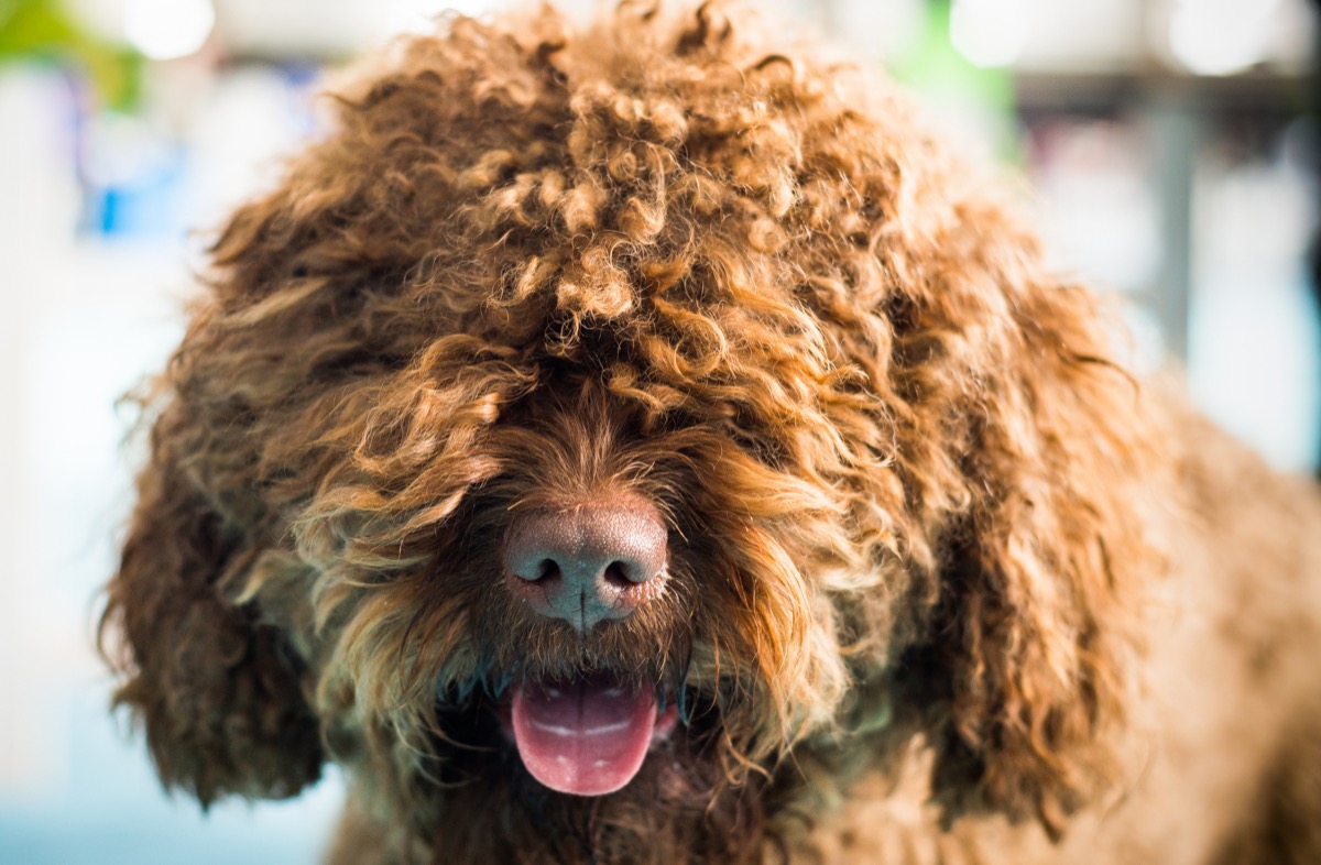 23 NonShedding Dogs for a Hypoallergenic Household — Best Life