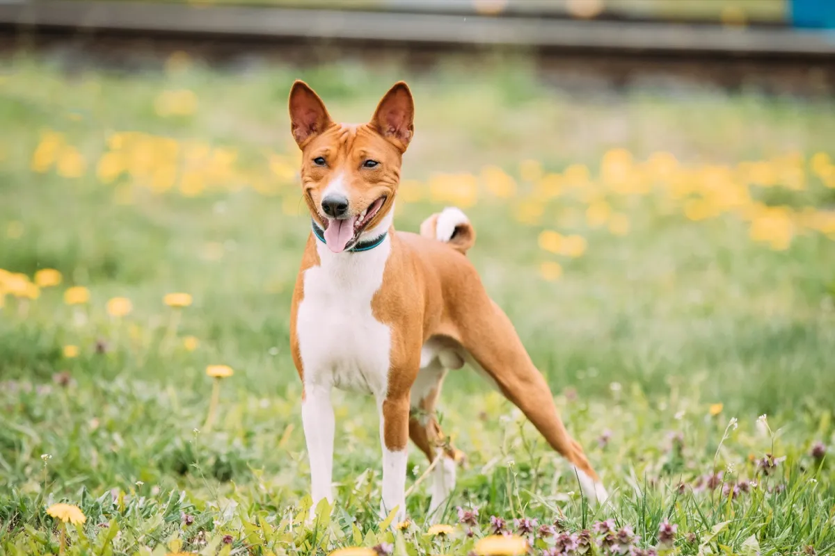 Basenji Kongo Terrier Dog. The Basenji Is A Breed Of Hunting Dog. It Was Bred From Stock That Originated In Central Africa. Smiling Dog. - Image