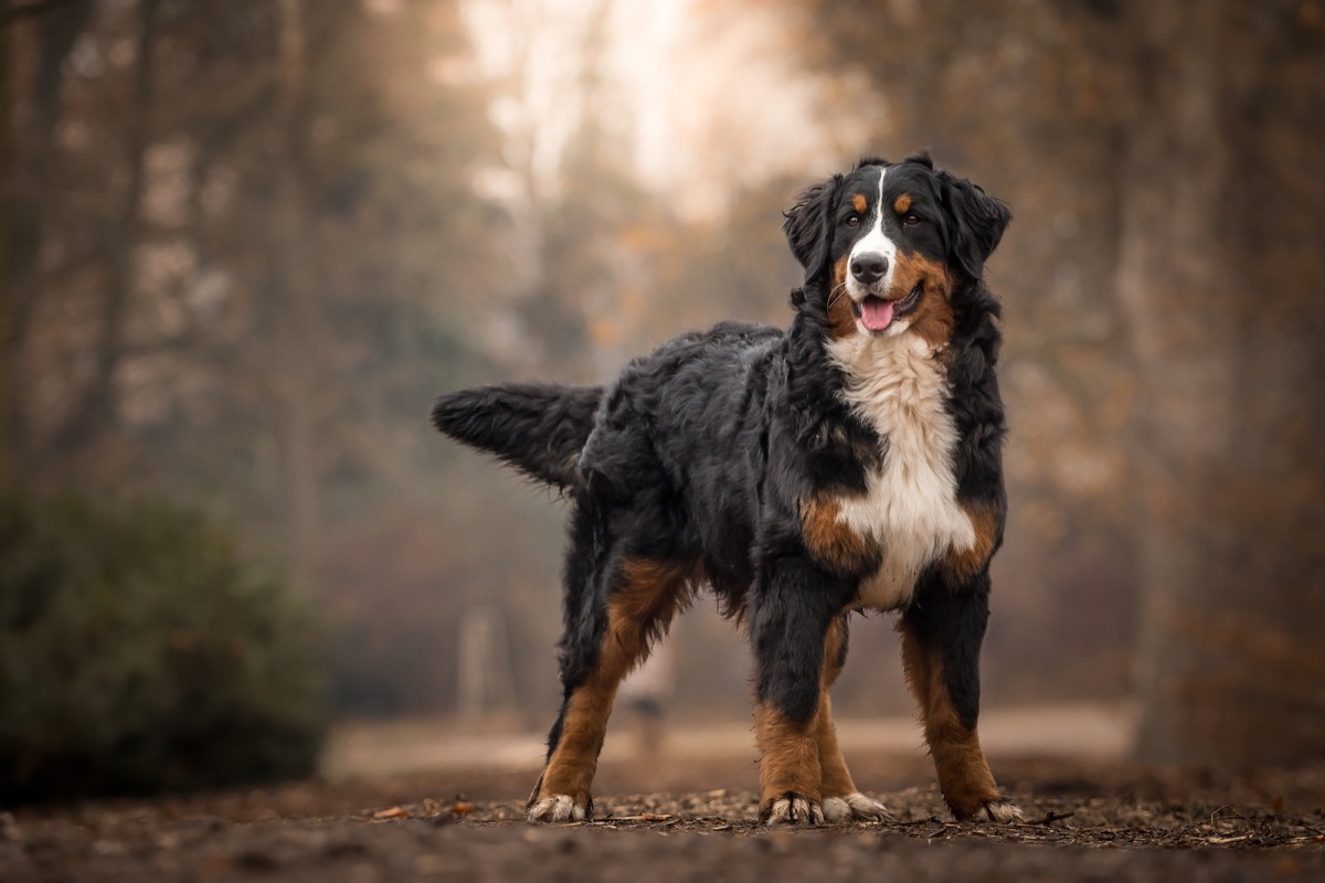 Adorable Cute Female Of Bernese Mountain Dog Standing In The Park - Image