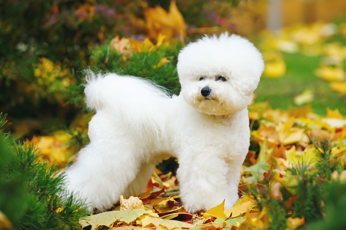 Bichon Frise dog with a stylish haircut staying outdoors on fallen leaves in autumn