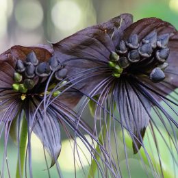 black bat flowers