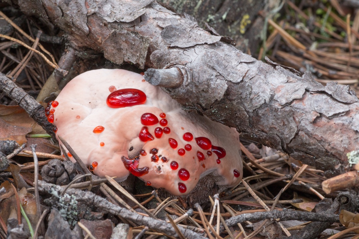 Hydnellum ferrugineum, or Rusty Bleeding Tooth Fungus, with red liquid droplets, growing among pine branches and needles 
