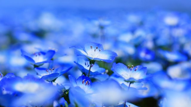blue flowers in nature