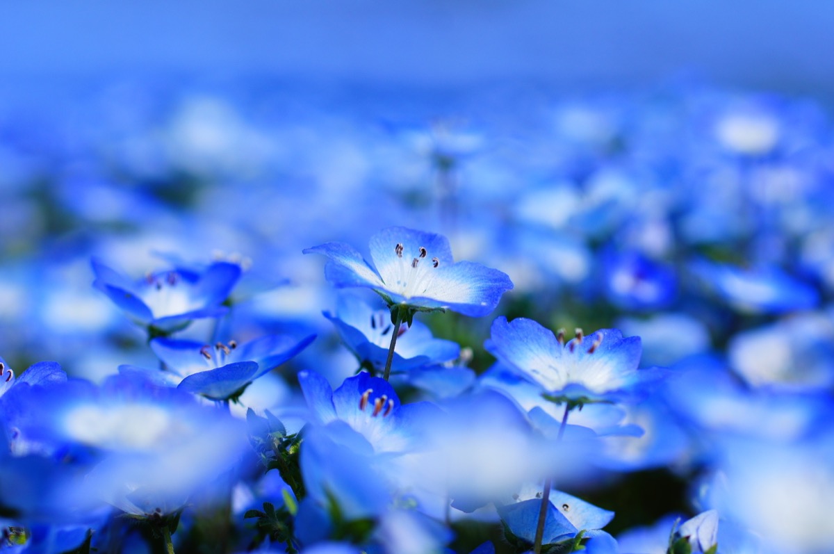 This Is Why the Color Blue Is Actually Rare in Nature — Best Life