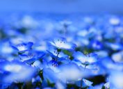blue flowers in nature