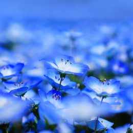 blue flowers in nature