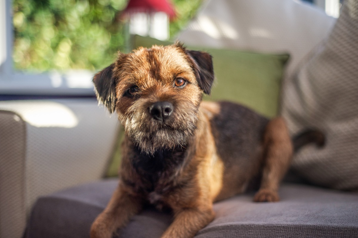 Border Terrier laying on couch
