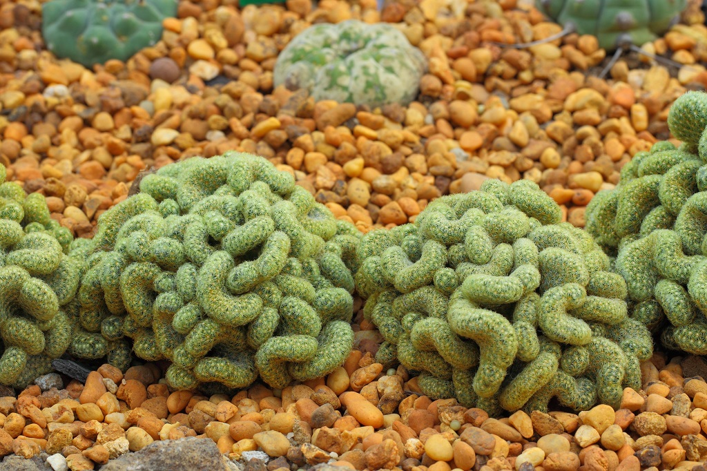 Brain Cactus terrifying plants