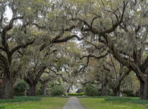 Brookgreen Gardens, South Carolina
