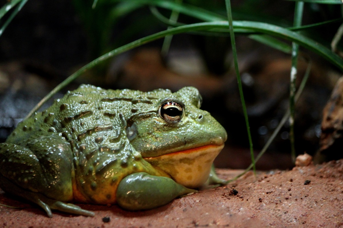 Bullfrog in swamp