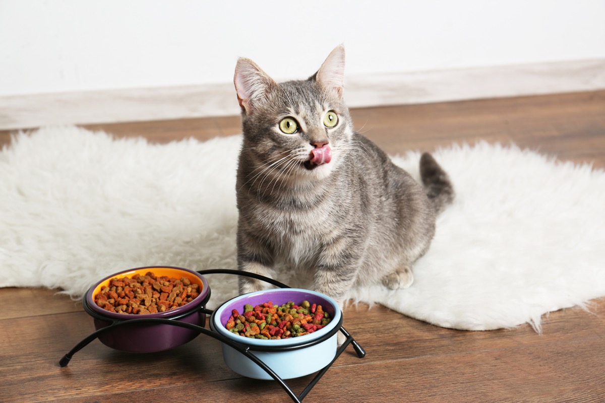 cat licking lips after eating out of a food bowl