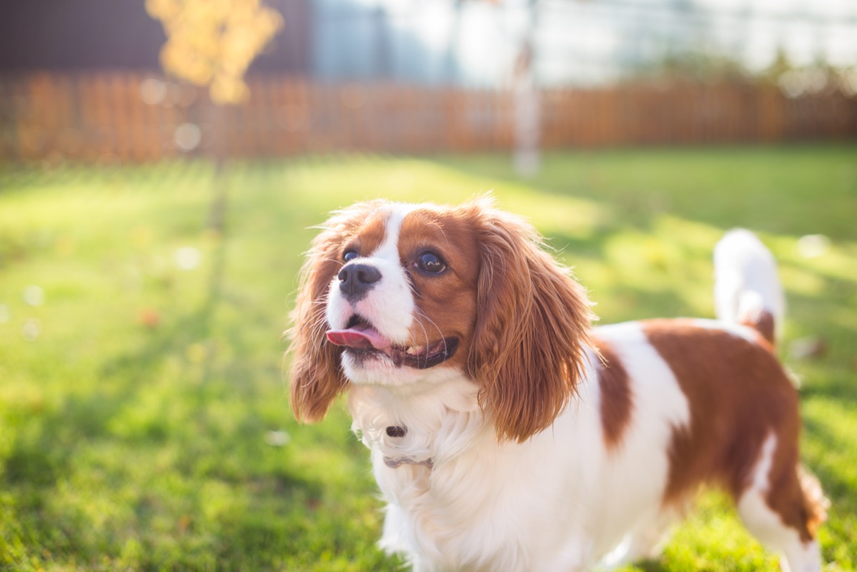 Portrait of a dog on a background of green grass - Image