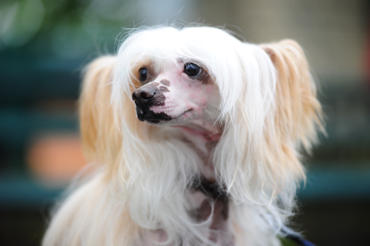 The Chinese Crested Dog - Image