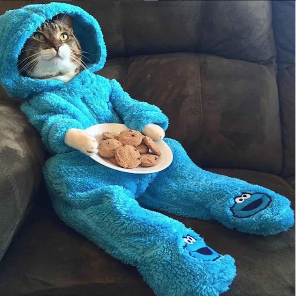 cookie monster cat