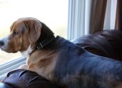 Dog Looking Out the Window, viral story about dog toby