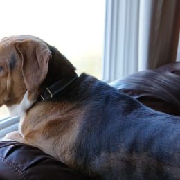 Dog Looking Out the Window, viral story about dog toby