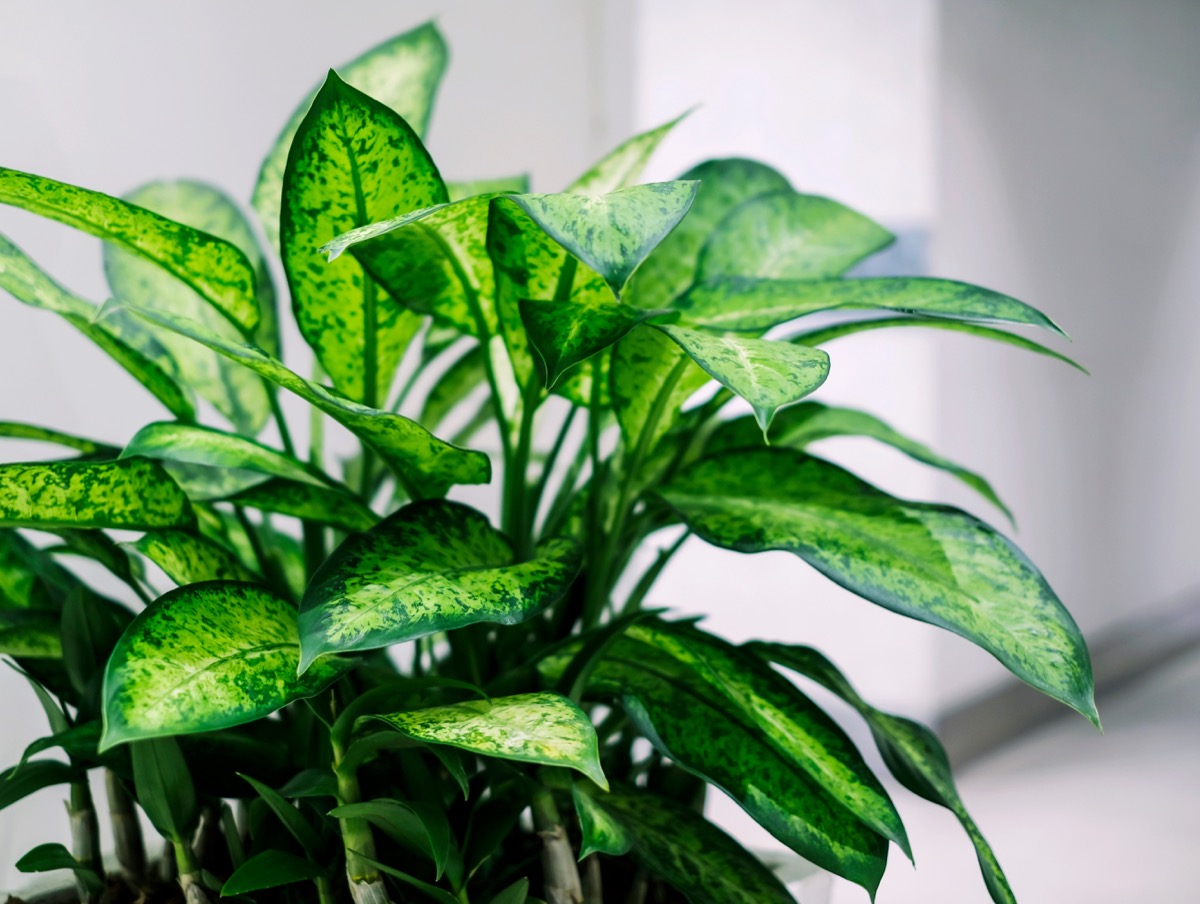 17 Totally Genius Ways Plants Protect Themselves When Under Attack