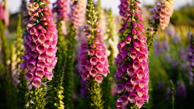 Foxglove Flower {How Do Plants Protect Themselves}