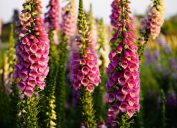 Foxglove Flower {How Do Plants Protect Themselves}