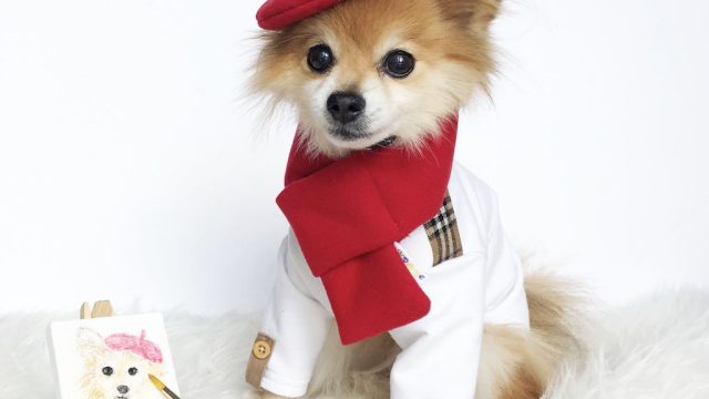 33 Most Adorable Dog Outfits You Can Buy Now — Best Life