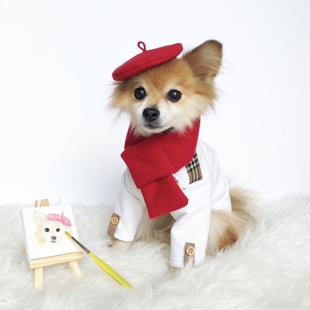 Cool Dog Outfits