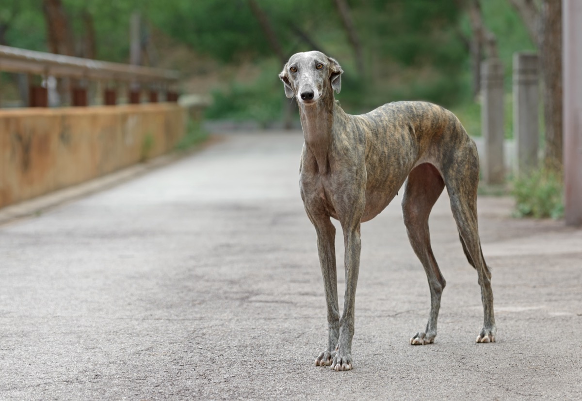 Portrait of an adult Spanish Greyhound dog things you never knew dogs could do