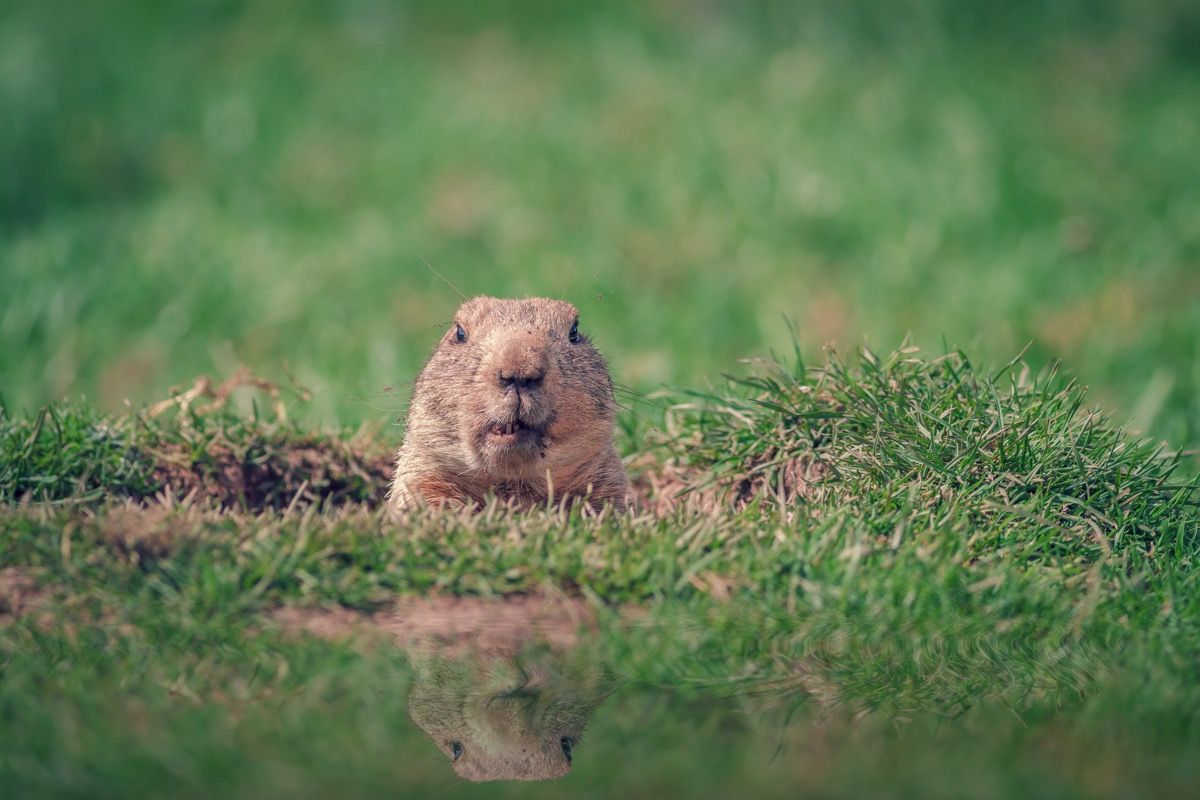 groundhog day best quotes