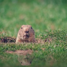 Groundhog Coming Out of his Hole for Groundhog Day {Groundhog Day is Weird}