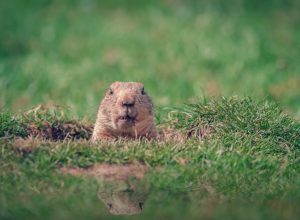 Groundhog Coming Out of his Hole for Groundhog Day {Groundhog Day is Weird}
