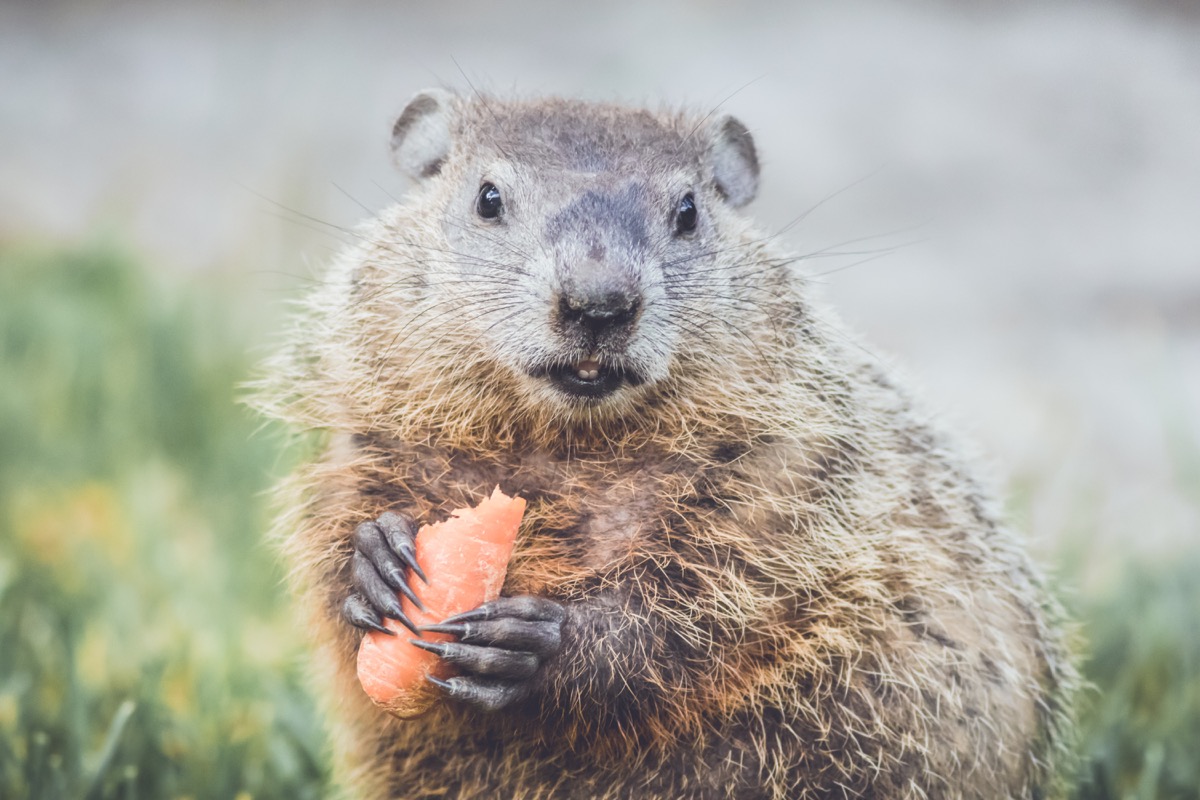 groundhog eating a carrot
