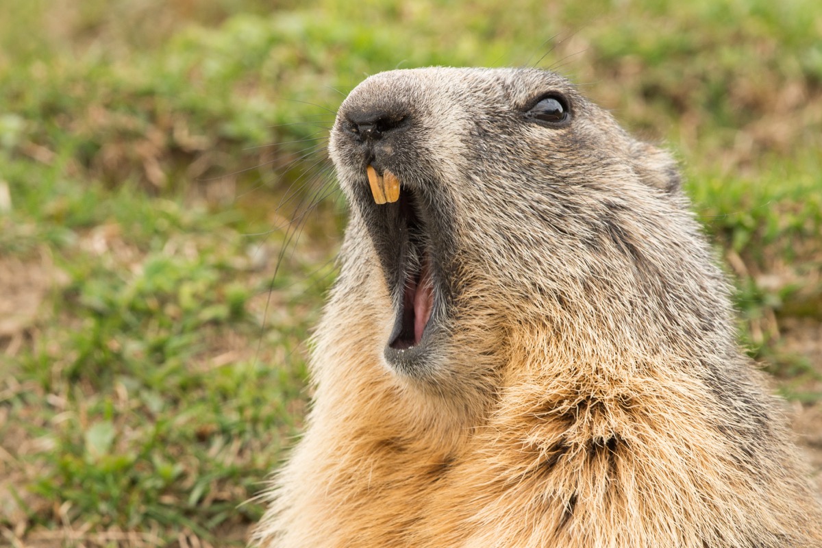 groundhog yawning