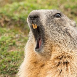 groundhog yawning