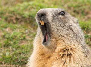 groundhog yawning