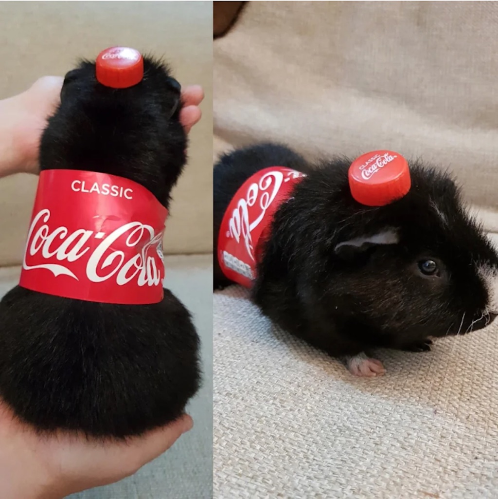 guinea pig coca cola