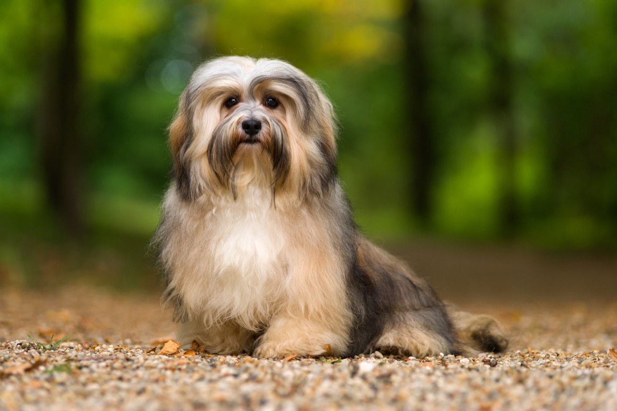 Beautiful young havanese dog is sitting on a gravel forest road in soft light in late summer - Image