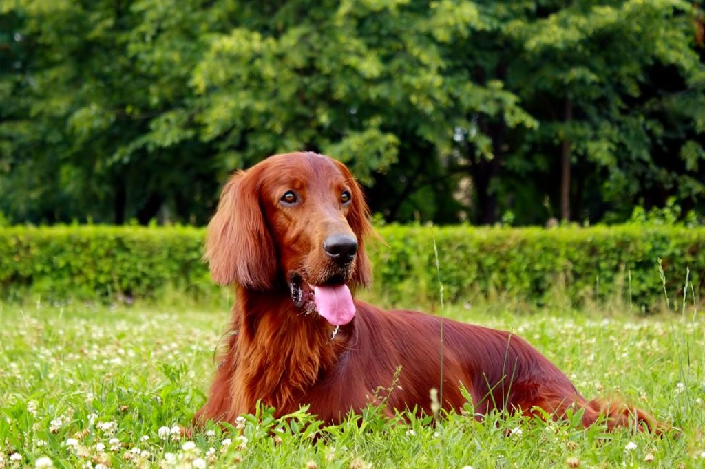 Irish Red Terrier Setter en verano, tumbado en el jardín sobre la hierba - Retrato
