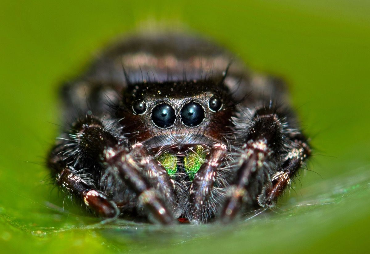 Jumping Spider with Great Hearing {Spider Facts}