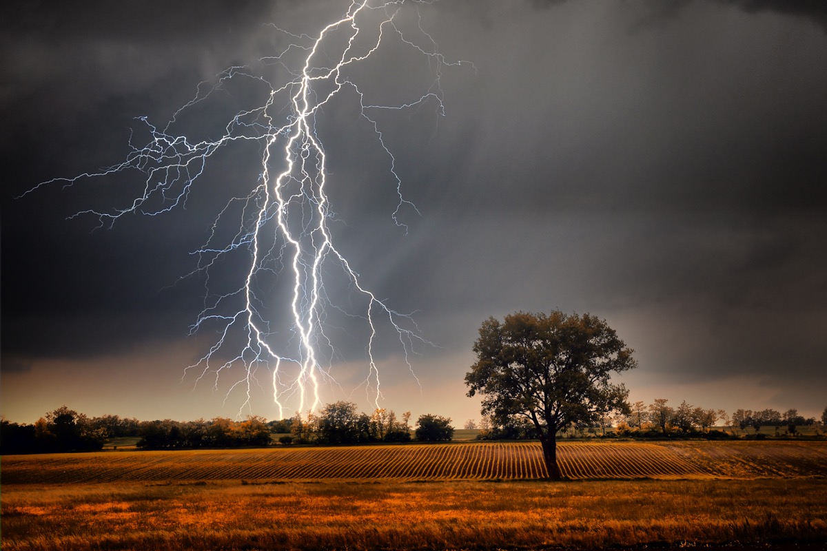Lightning over field with a tree